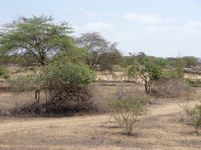 Perou-désert Sechura (arbres)