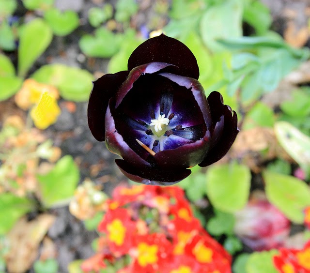 Gambar Bunga Tulip dari Belanda Yang Lucu