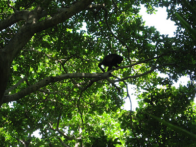 howler monkeys in Nicaragua