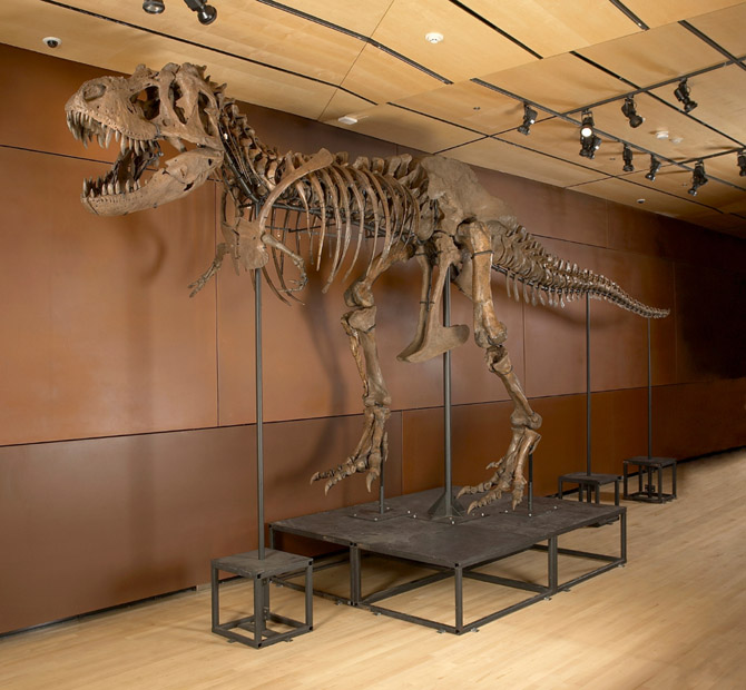 Blog José Petri: Modelando um Esqueleto de Tiranossauro Rex