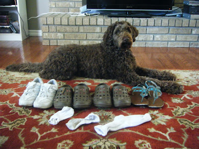 Alfie lying stretched out on the rug in front of the TV in front of his collection:  4 pair of shoes, and 3 socks