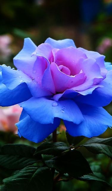 Pictures Of Beautiful Blue Flowers Pictures Of Beautiful Blue Flowers