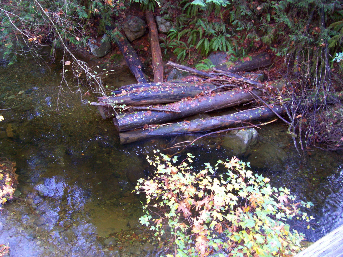Vancouver Island Big Trees Ayum Creek Habitat Restoration Salmon And