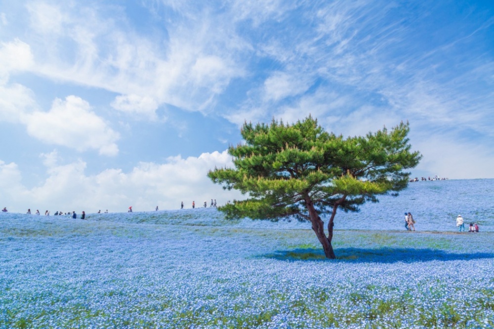 The 100 best photographs ever taken without photoshop - A blue universe in Japan