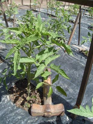 Angel y su nieta: “LO POCO QUE SE SOBRE EL CULTIVO DEL TOMATE”