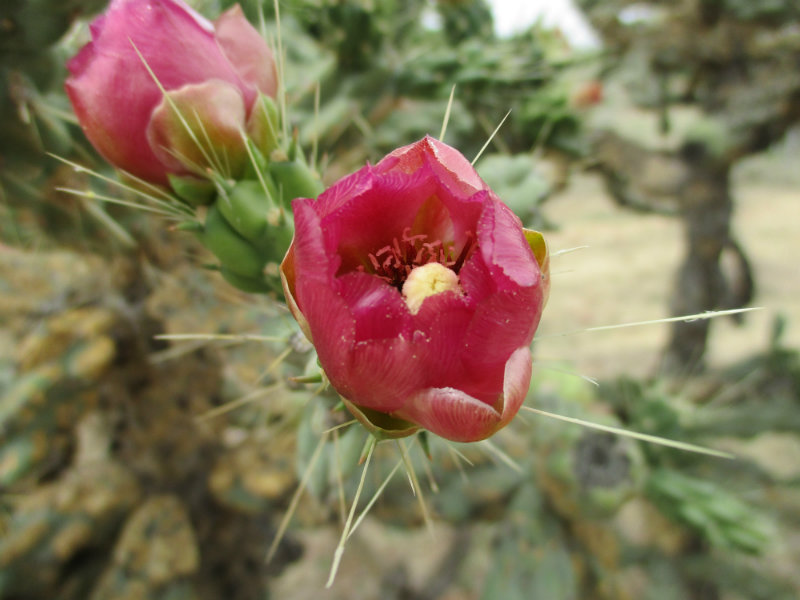 El nopal - blog 11