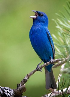 Mengenal Lebih Dekat Burung Kenari Biru Di Habitat Aslinya Kicau