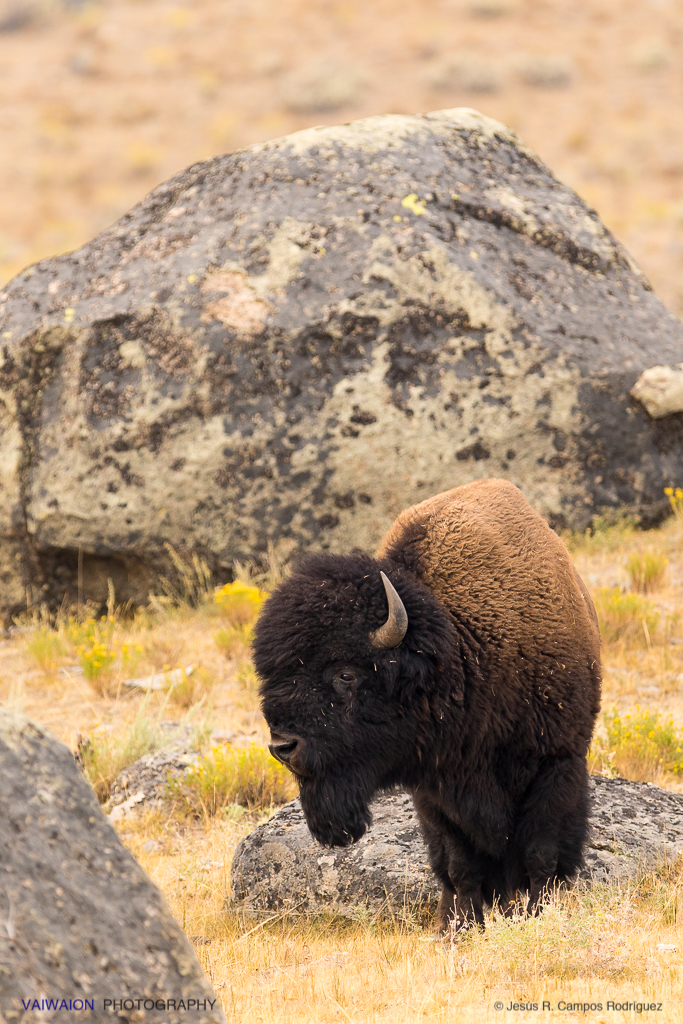 Ejemplar joven de bisonte. En la segunda parte, veremos más fotos de los legendarios buffalo Ejemplar joven de bisonte. En la segunda parte, veremos más fotos de los legendarios buffalo