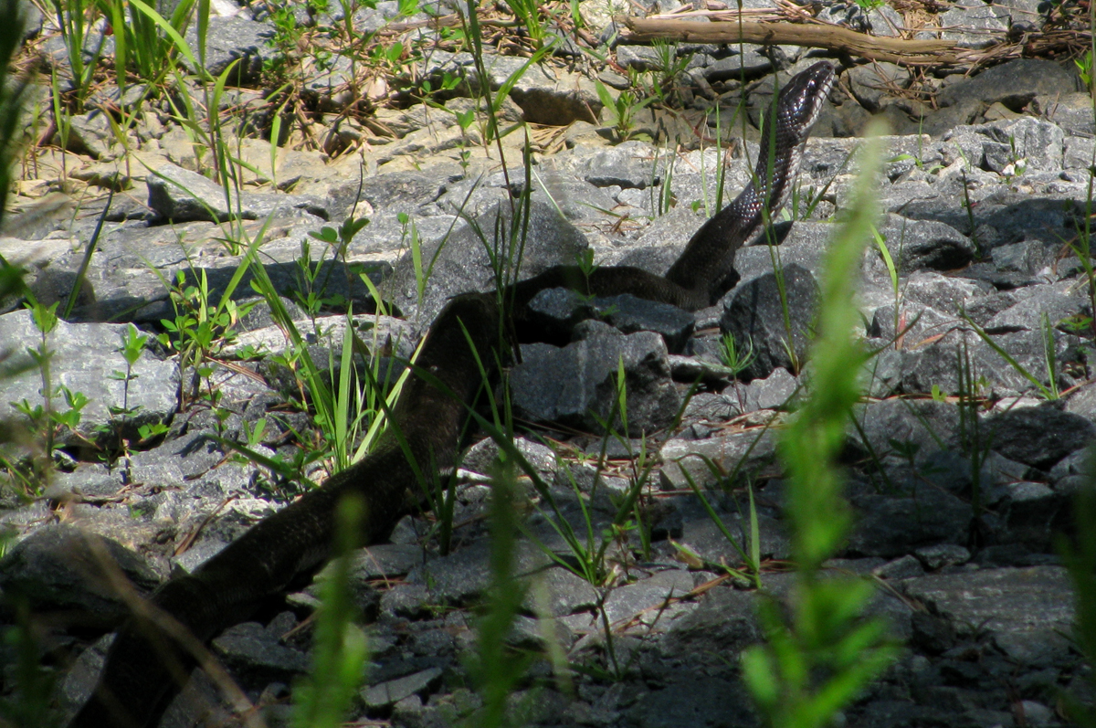 Birding Bros. Blog Species Spotlight 2 Black Rat Snake