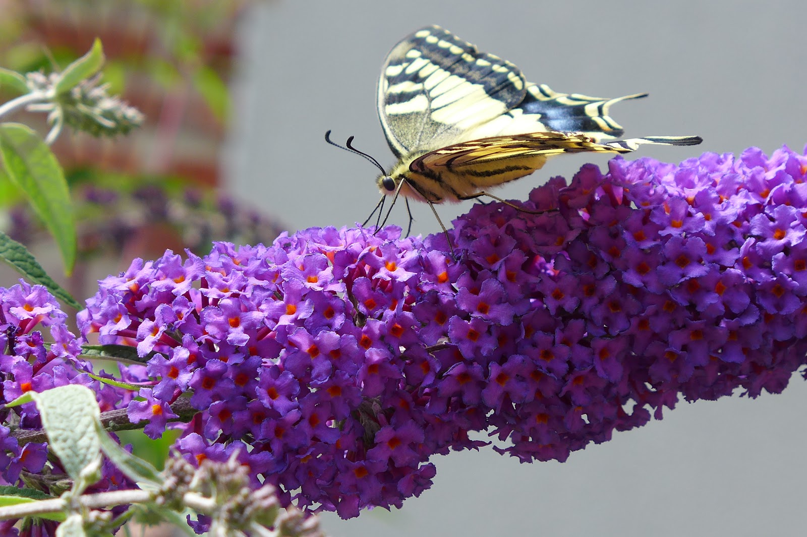 kenderfrau Nectar Bar