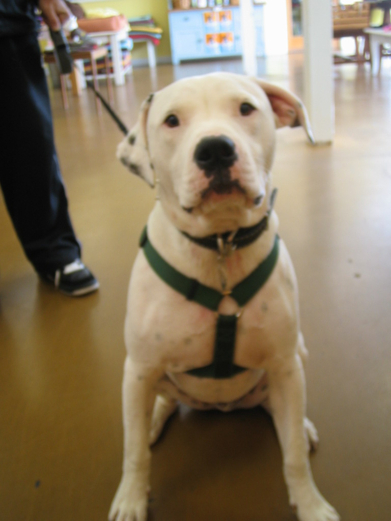 Venicepets TODAY S CUSTOMER OPIE 