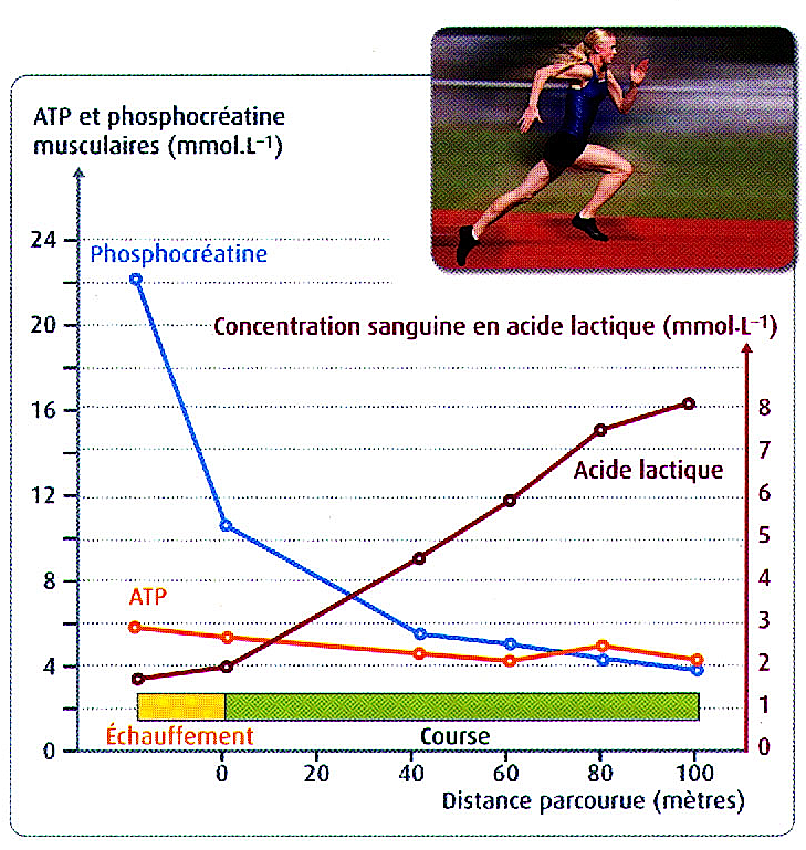 Banque de documents pour les SVT du lycée Le métabolisme