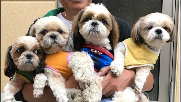 Ter um SHIH TZU como animal de estimação ajuda a lidar com Depressão, Ansiedade e Estresse