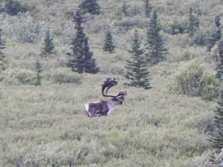 Bull caribou in Denali National Park