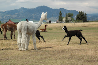 Young alpacas running and playing.