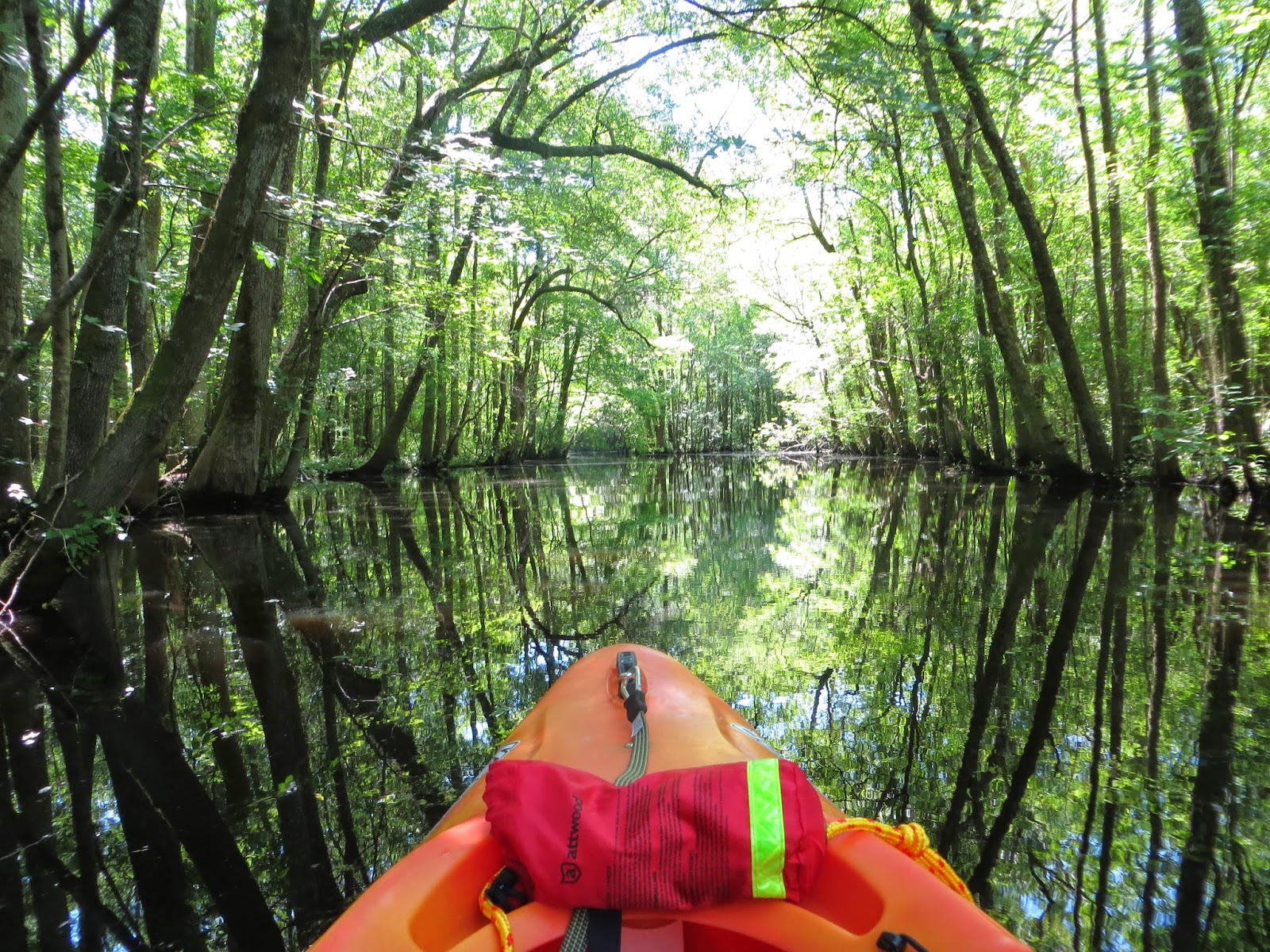 Lighthouse WaterSports Blackwater Kayak Tour Southport, NC