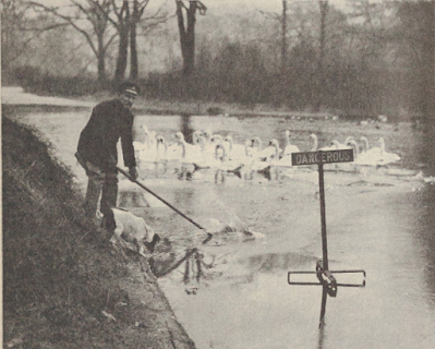 A groundskeeper in Regent's Park breaking the ice for the swans in 1933