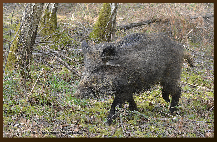 WILDLIFE GATEWAY Sanglier course et empreintes