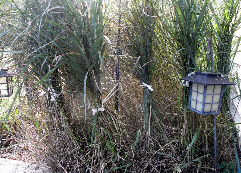 Woodchuck Acres Got floppy grass?