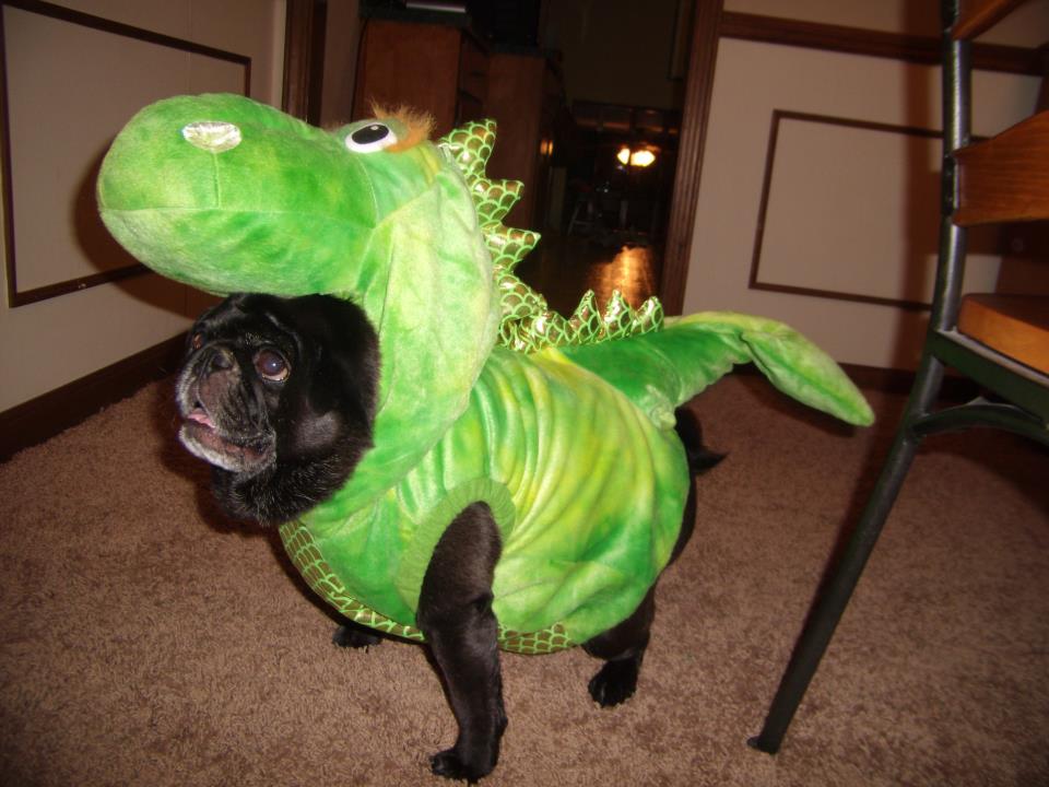 Wonderful World of Wonka Pugs the Magic Dragons