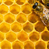 100,000 German Beekeepers Have Called For A Ban On GMOs