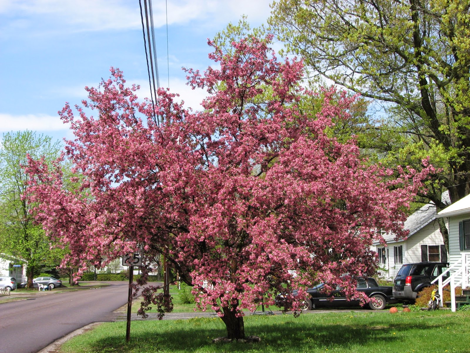 South Burlington, VT. photos Flowering Crabapple Trees. Litter with