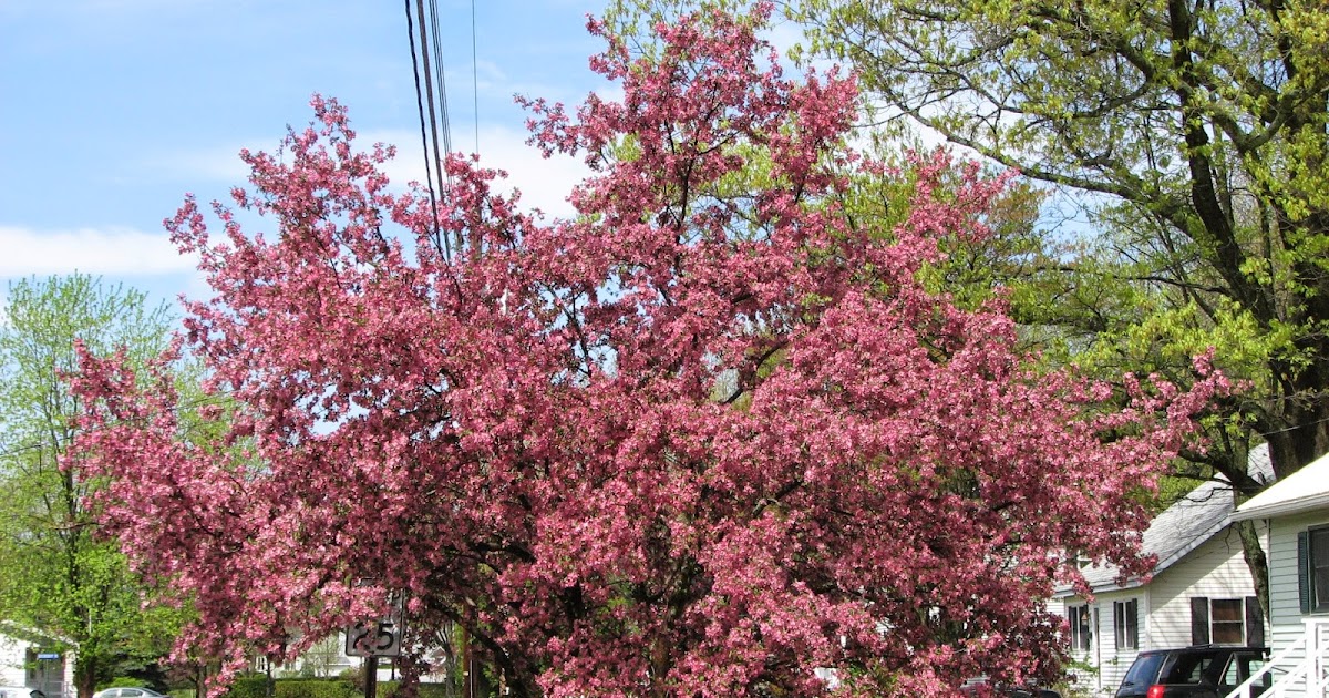 South Burlington, VT. photos Flowering Crabapple Trees. Litter with
