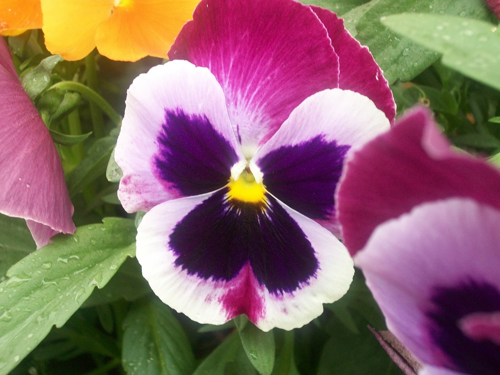 Asas de Fada Plantas Amor perfeito