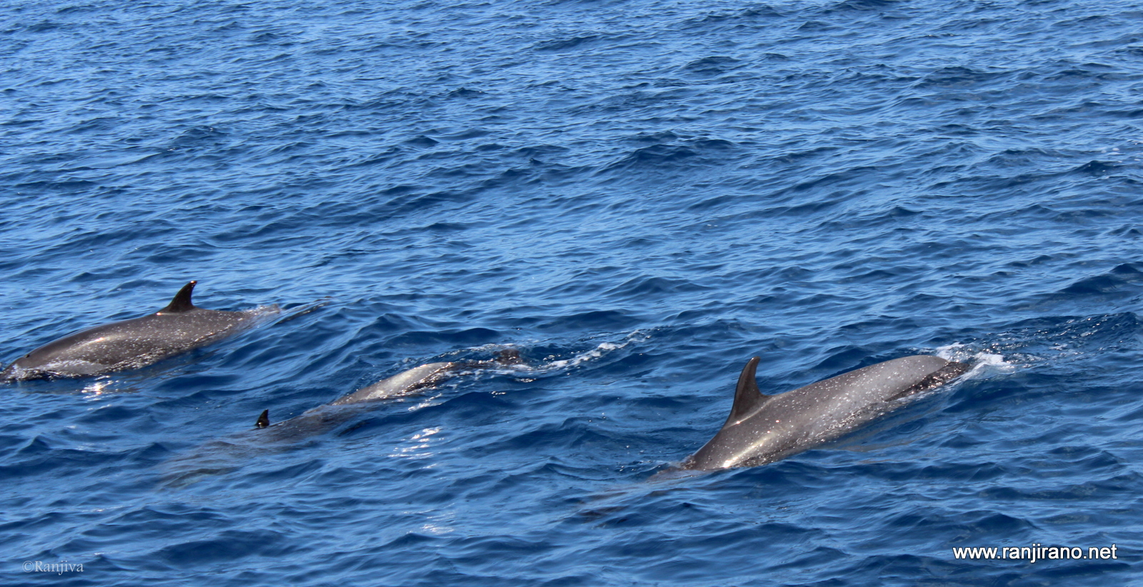 Des dauphins, la Mer... et Interlude musical [Walking with you ...
