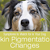 Symptoms to Watch for in Your Dog: Skin Pigmentation Changes