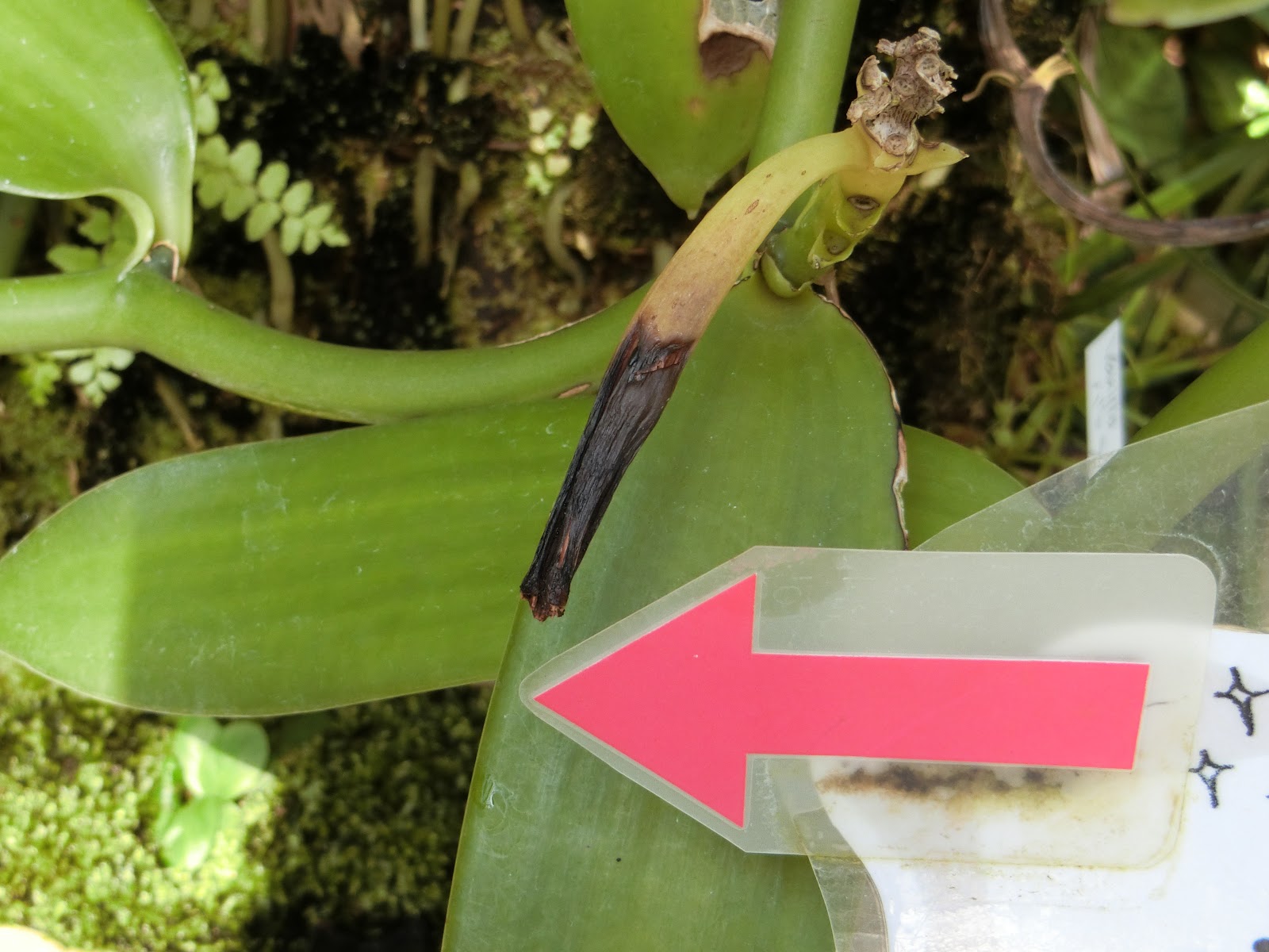 ６０歳で無職の優雅な日々 バニラ Vanilla