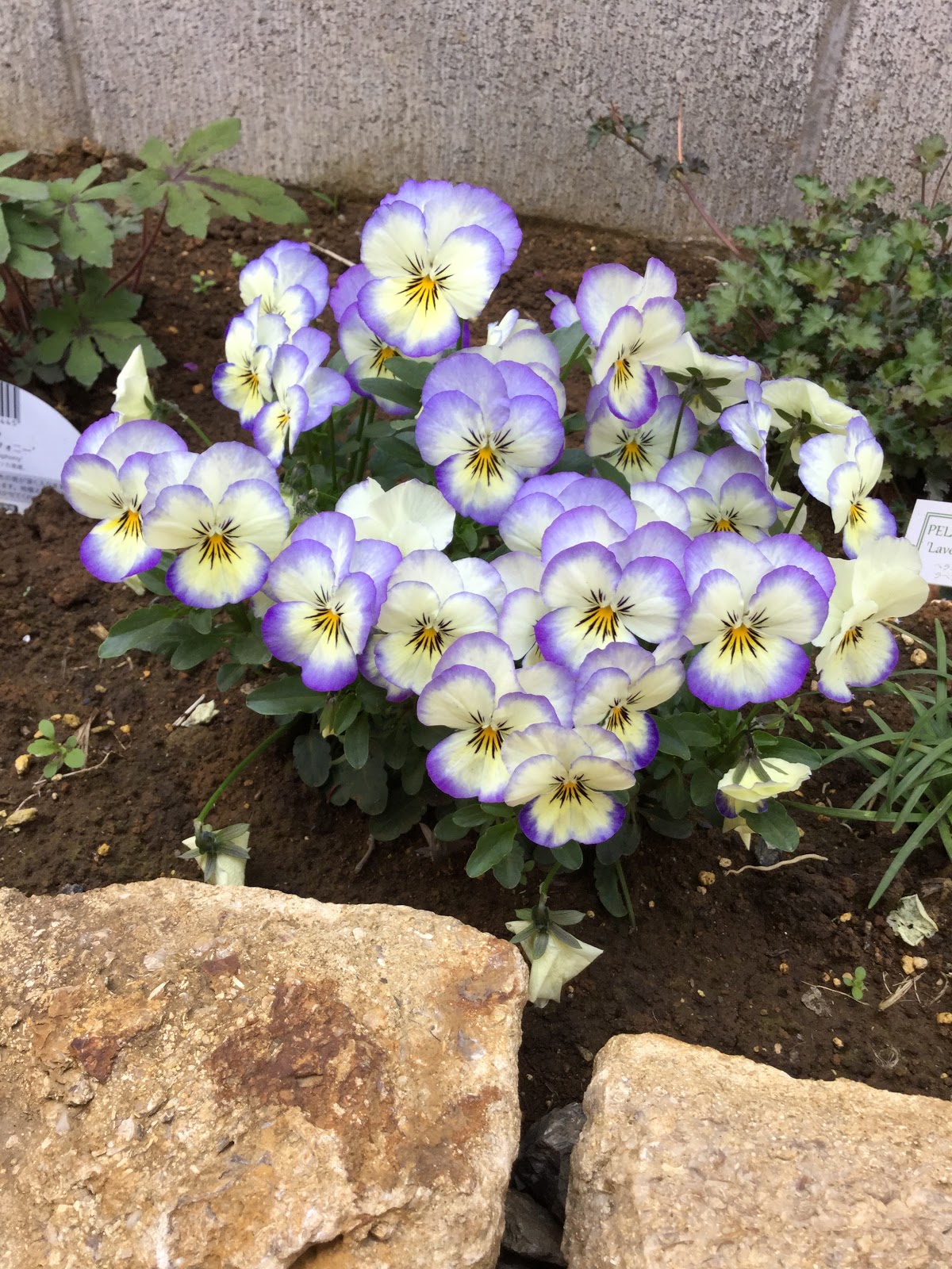 Robot529の庭日記 ビオラの色変わり