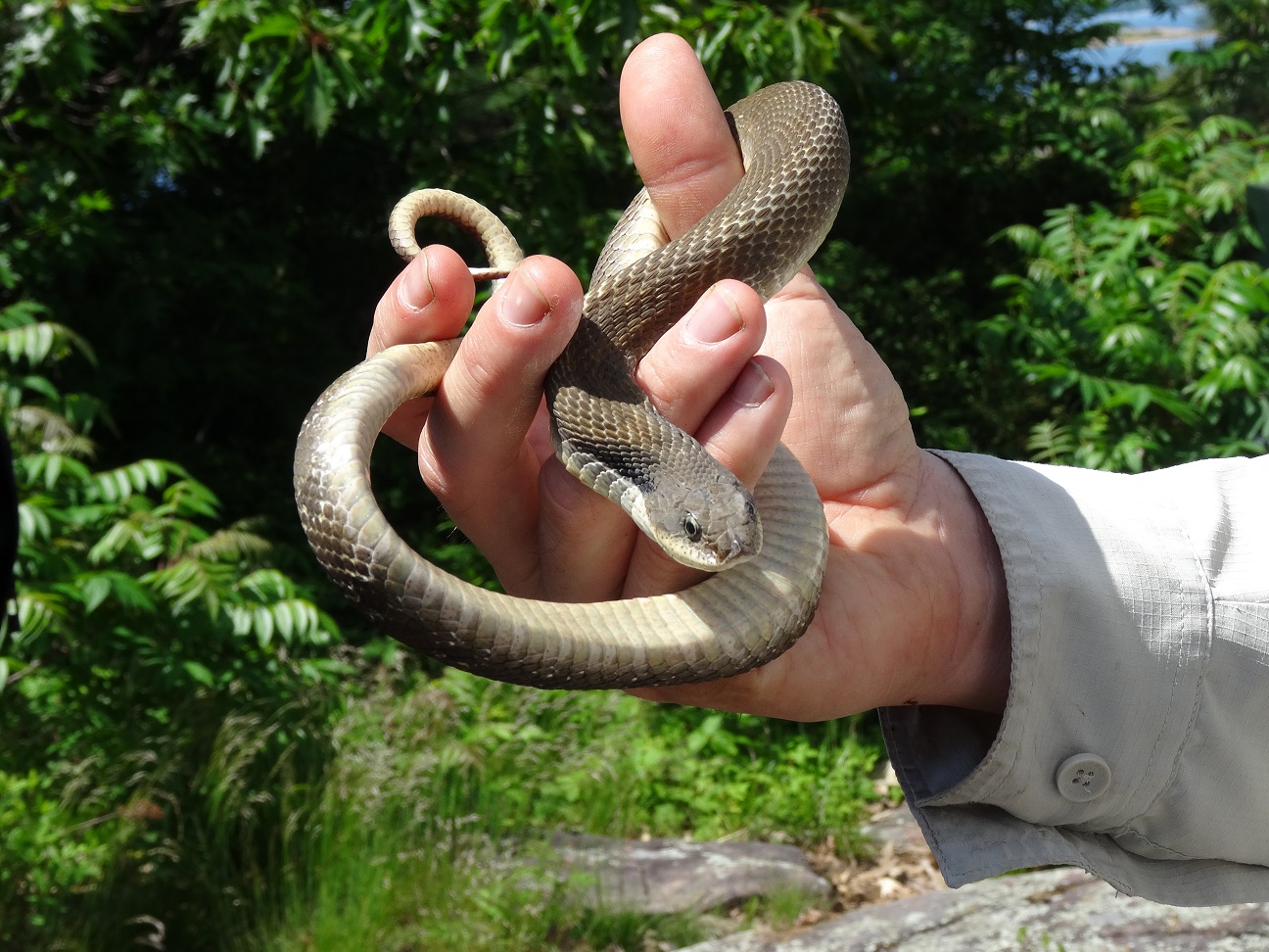 Ontario Field Biology Bay Snakes and Sedges!