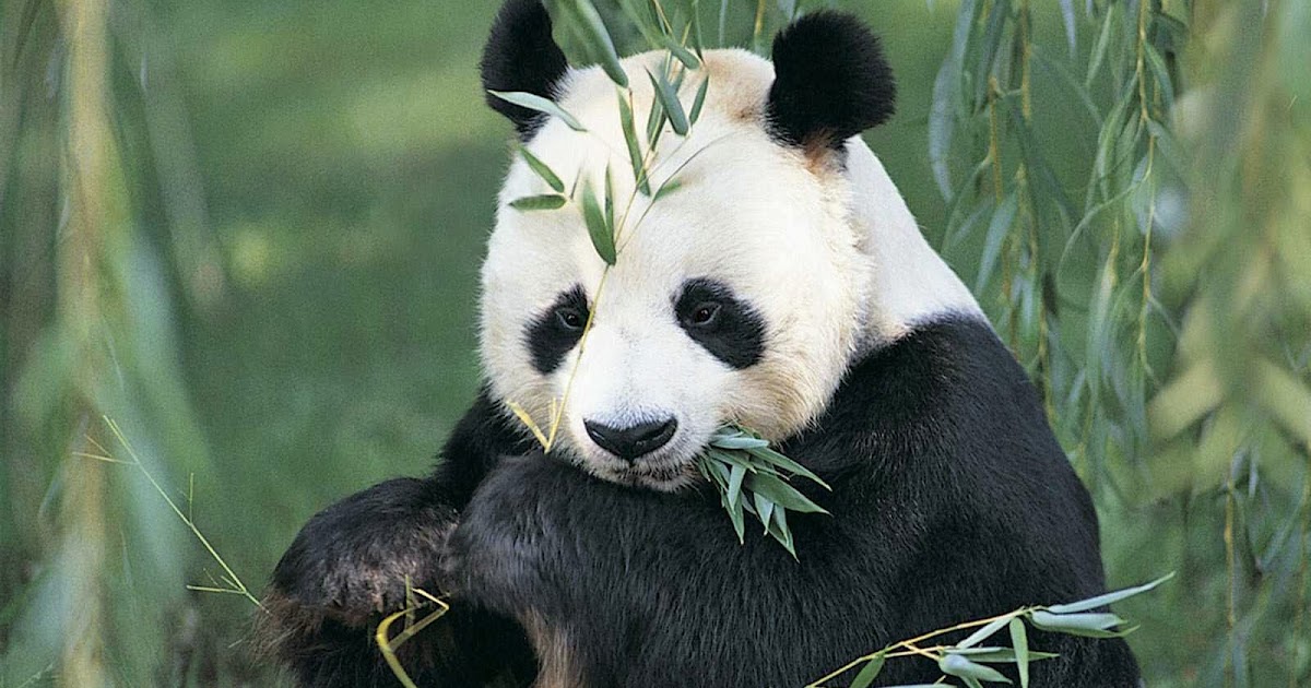 Foto Lucu Binatang Panda Terbaru Display Picture Unik