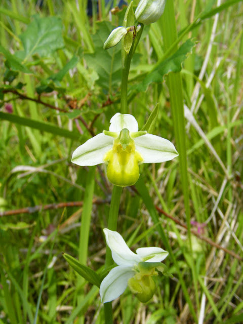 Bee Orchid Ophrys apifera var flavescens. Indre et Loire. France. Photo Susan Walter.