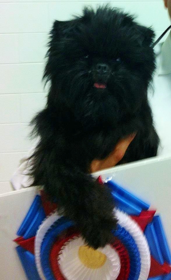 DOG SHOW POOP 20120729