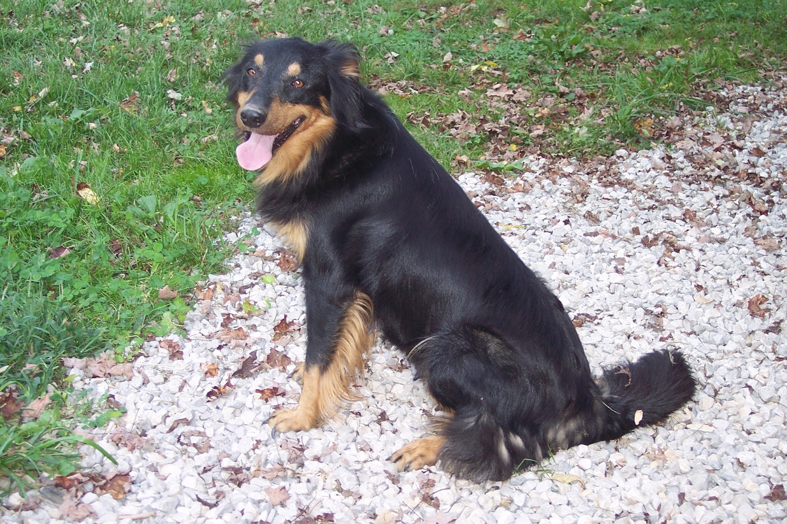 black and tan english shepherd