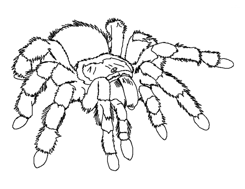 Desenhos de Tarantulas para Colorir