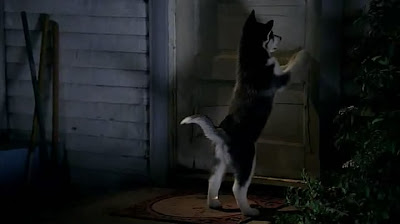 Cachorro Husky Siberiano en la serie True Blood (Sangre Fresca)