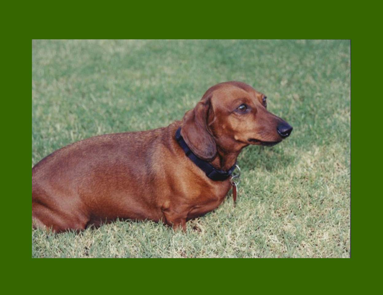 Grace Alone Dachshunds and Other Dogs Part III