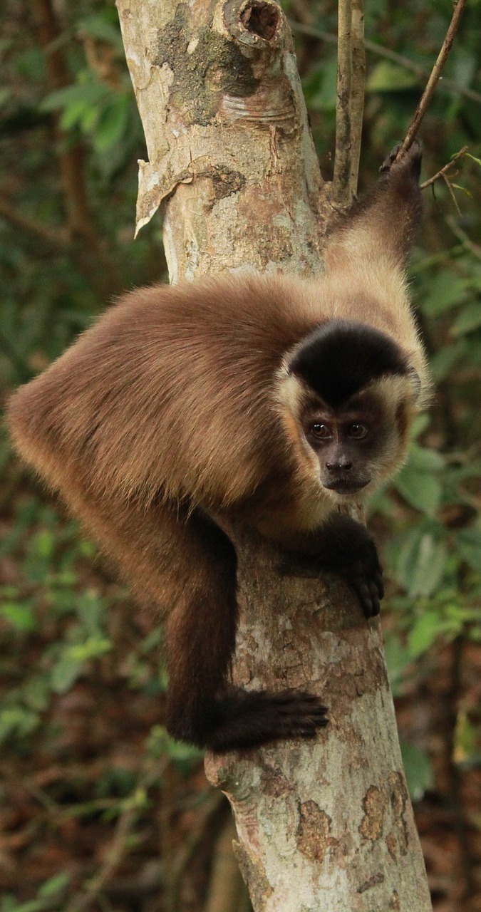 A capuchin monkey on a tree.