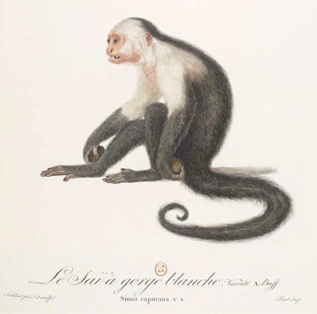 origine image : http://gallica.bnf.fr/ark:/12148/btv1b8490100w.r=Histoire%20naturelle%20des%20singes%20et%20des%20makis