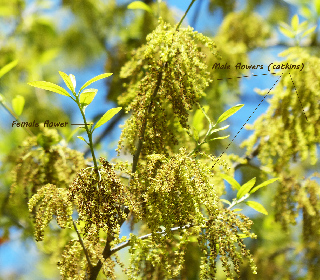 Eclectic Design Choices Designs for Your Life Oak Pollen Season in