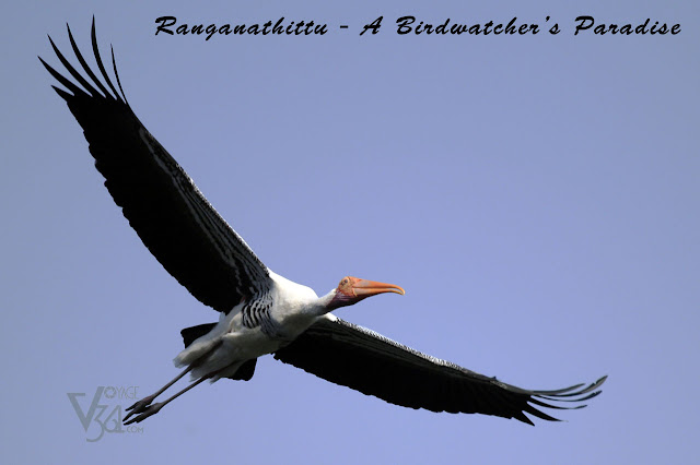 A Painted Stork in flight at Ranganathittu A Painted Stork in flight at Ranganathittu