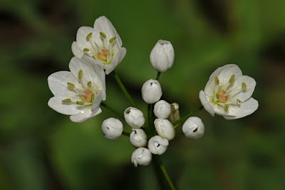 varolus icin kurmacalar