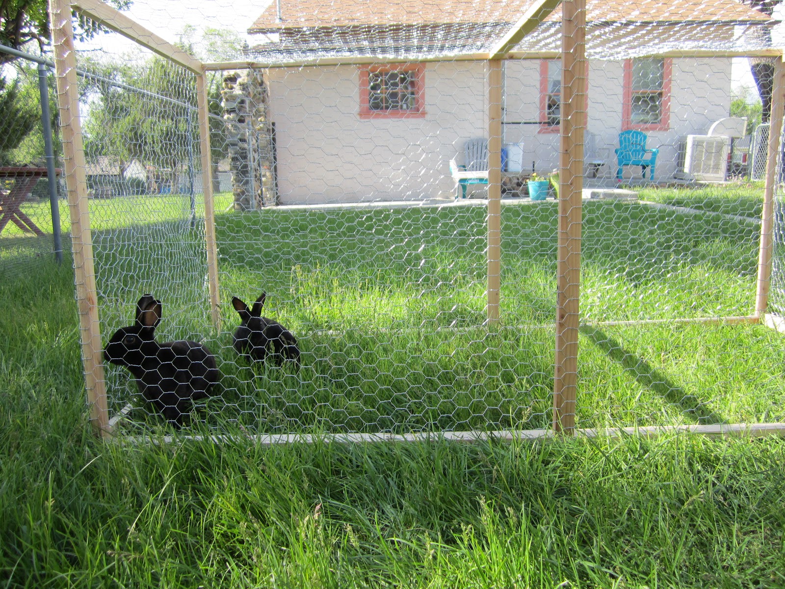 Whirling in the Wind Rabbit Exercise Pens
