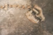 Skull of the fishbone skeleton