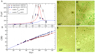 Plos. Growth and senescence of IGR39 ABCG2+ and ABCG2− human melanoma cells