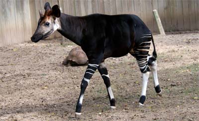 Okapi Kerabat Jerapah Yang Tidak Berleher Panjang Re Tawon