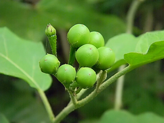 Kwahu Nsusoa is TURKEY BERRIES